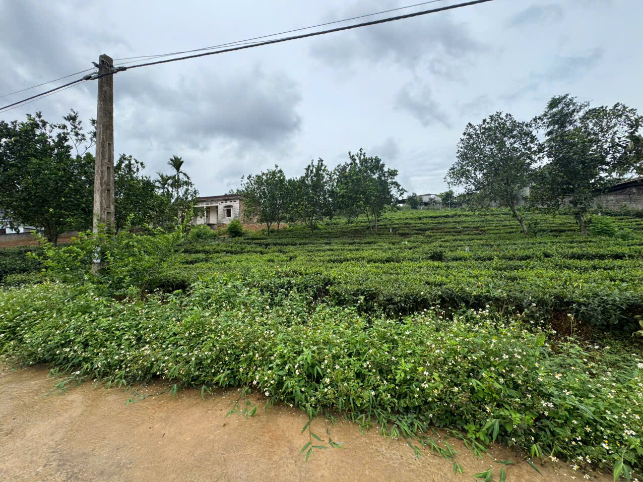 Lô đất nghỉ dưỡng 610M có 100M đất ở_lô góc 2 mặt tiền_trung tâm Ba Trại Ba Vì_3,x tỷ - Ảnh chính
